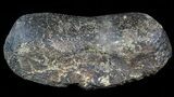 Hadrosaur Toe Bone - Alberta (Disposition #-) #71665-1